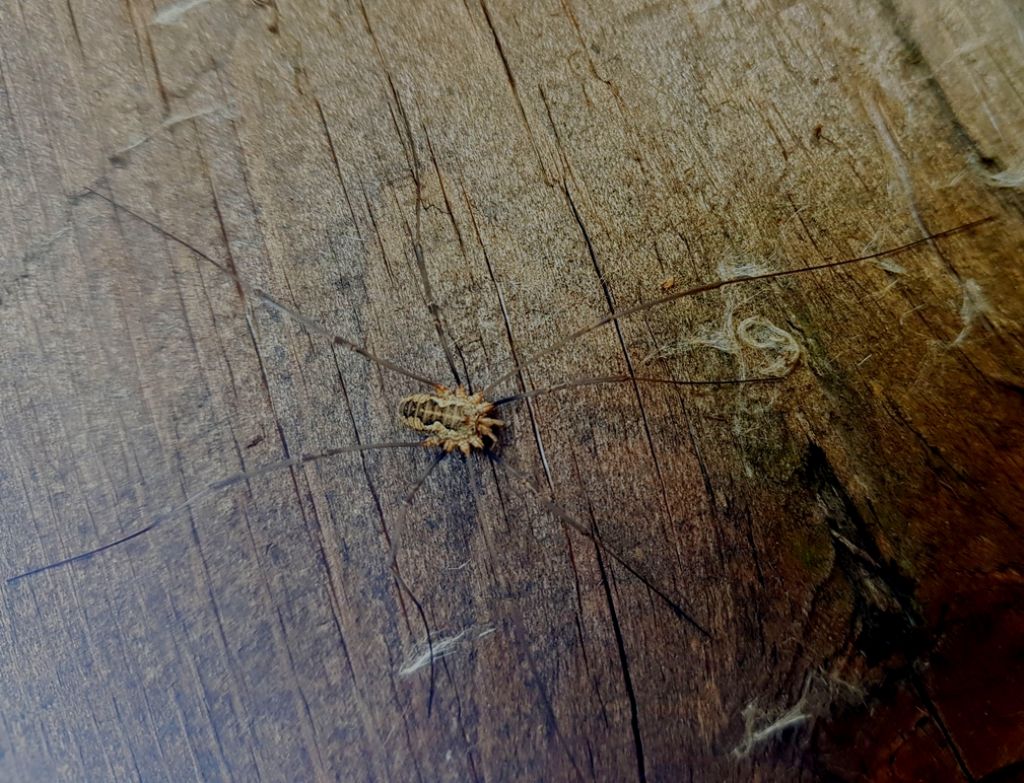 Mitopus morio - Phalangiidae